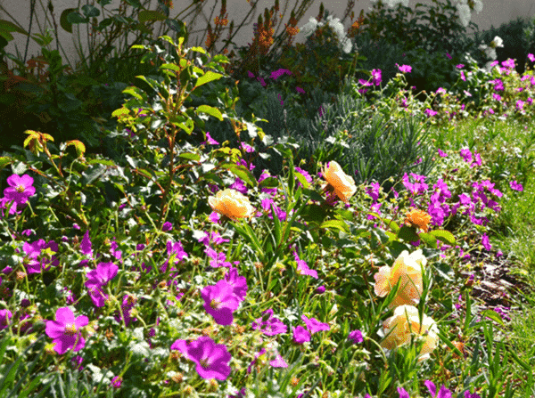 Fleurs rosiers capppaysages fouesnant 72dpi - Jardin fleuri