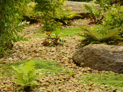 Jardin-japonais-bambous-nains-capp-paysages-72dpi