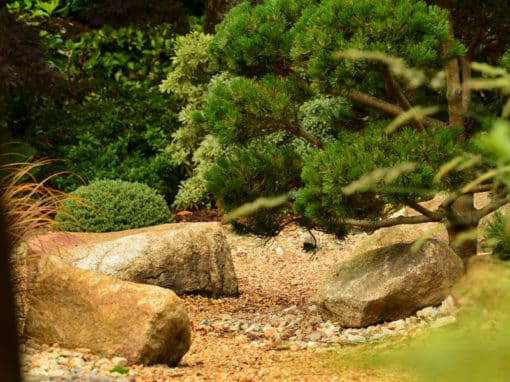 Jardin-japonais-bambous-nains-capp-paysages-72dpi