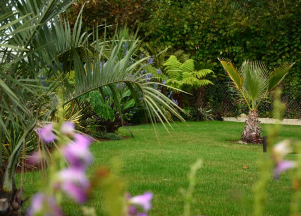 jardin exotique palmier gazon massif capp paysage - Jardin exotique