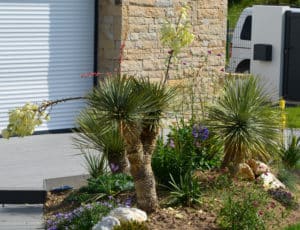 jardin-exotique-yucca-massif-capp-paysage