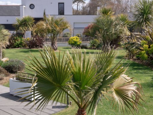 massif-palmier-capp-paysage-benodet-piscine