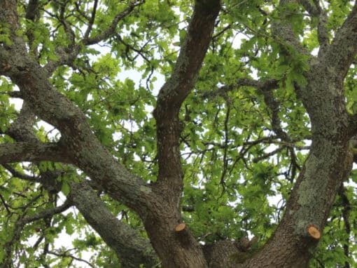 arbre-elagage-saint-evarzec-capp-paysages