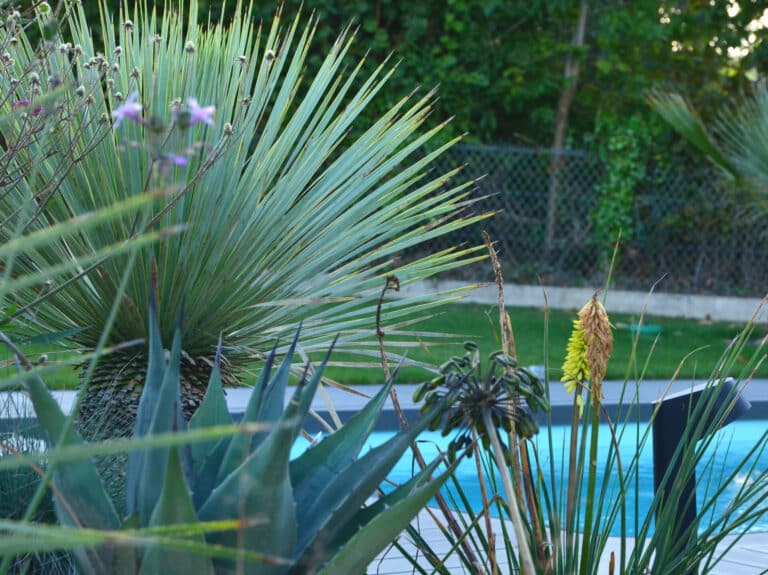 MASSIFS exotique fouesnant - Fouesnant Bénodet