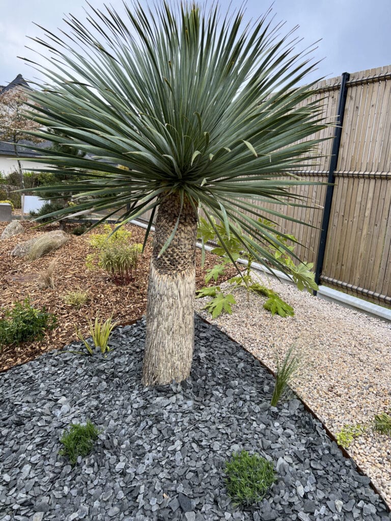 MASSIF bordure Yucca Rostratata fouesnant - Fouesnant Bénodet