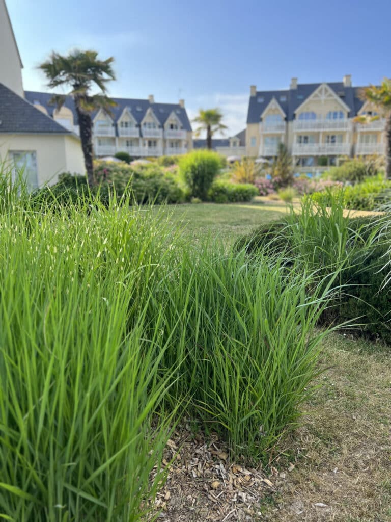 MASSIF gramines fouesnant - Fouesnant Bénodet