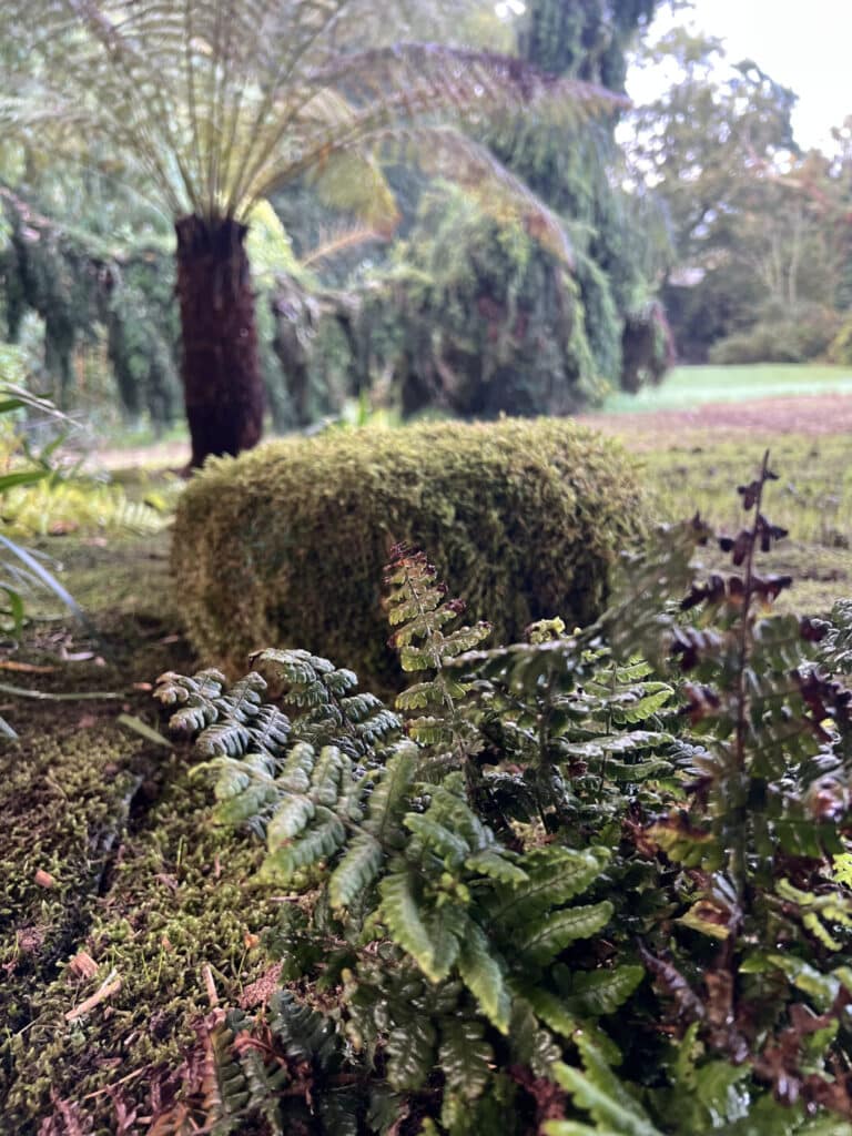 MASSIF jungle mousse clohars fouesnant - Fouesnant Bénodet