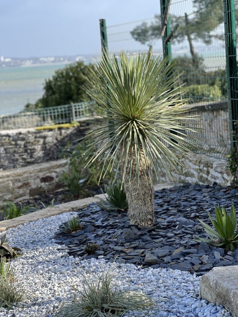MASSIF mineral palmier fouesnant - Fouesnant Bénodet